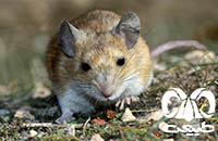 گونه موش کشتزار ابن سینا Avicenna Field Mouse